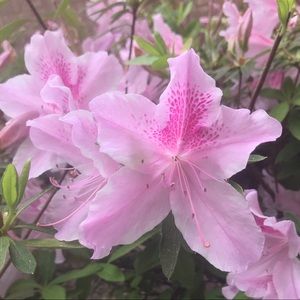 Meet your Posher, Trang